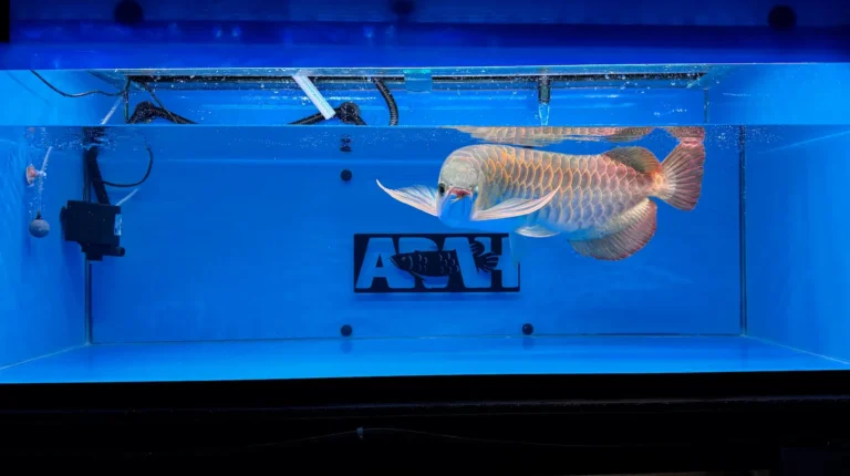gallery super red arowana1