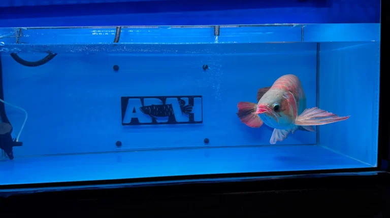 gallery super red arowana10
