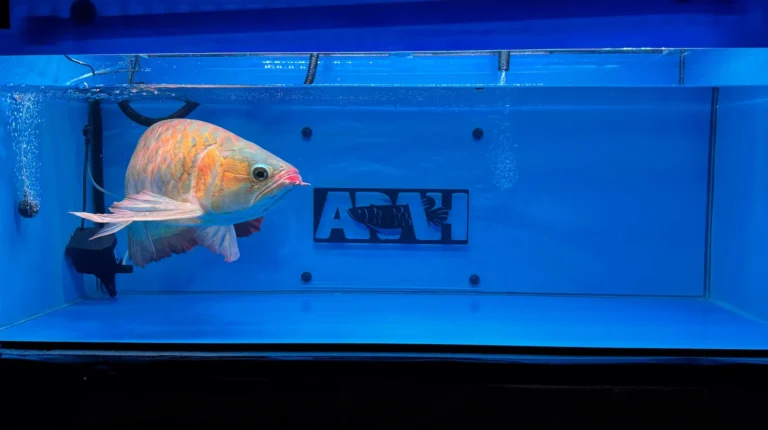 gallery super red arowana11