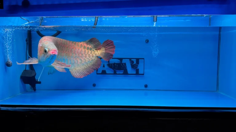 gallery super red arowana12