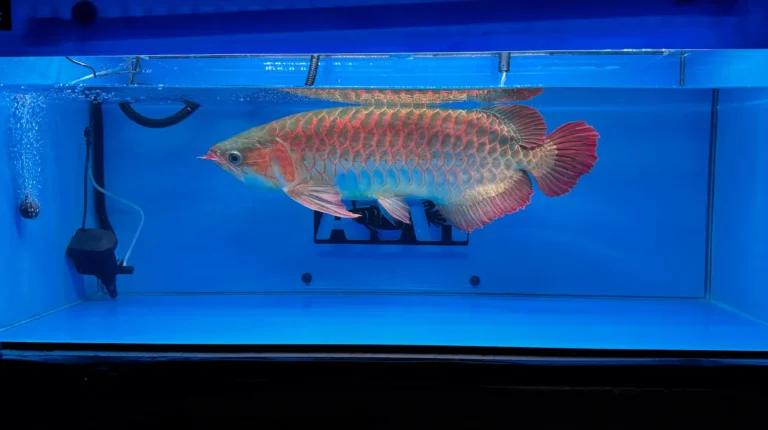 gallery super red arowana13