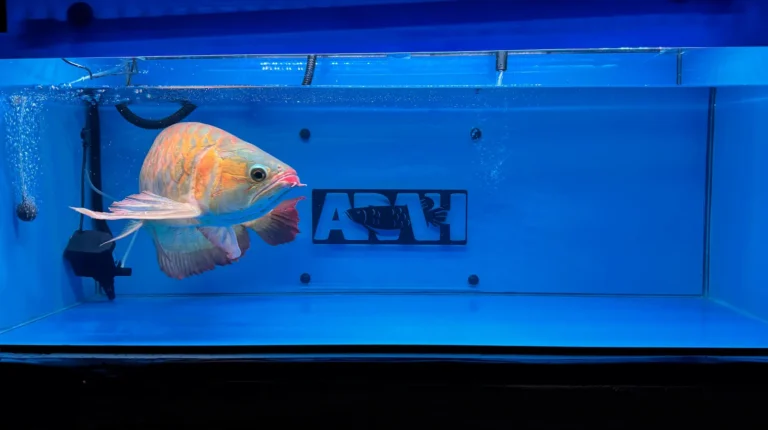 gallery super red arowana16