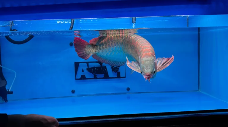 gallery super red arowana17