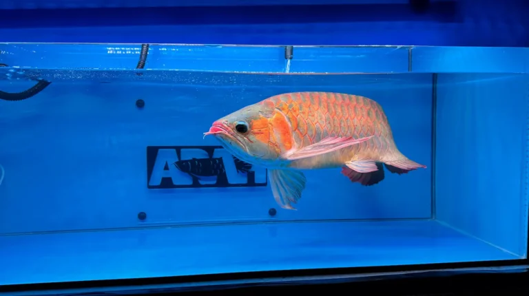 gallery super red arowana18