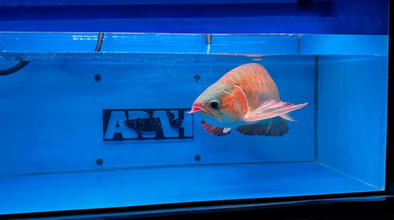 gallery super red arowana19