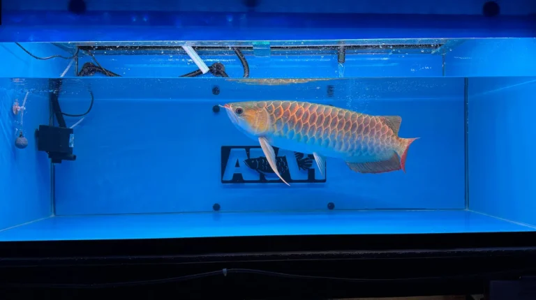 gallery super red arowana2