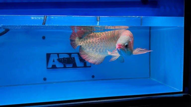 gallery super red arowana20