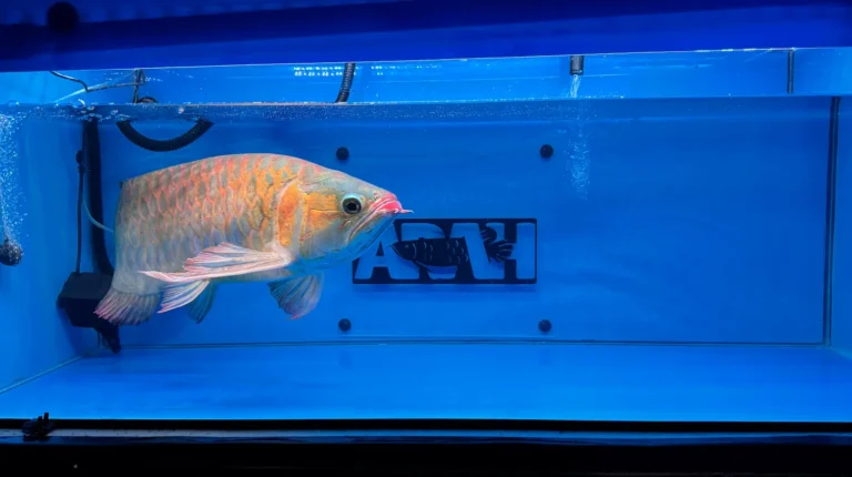 gallery super red arowana21