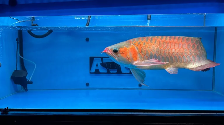 gallery super red arowana22