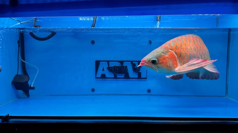 gallery super red arowana23