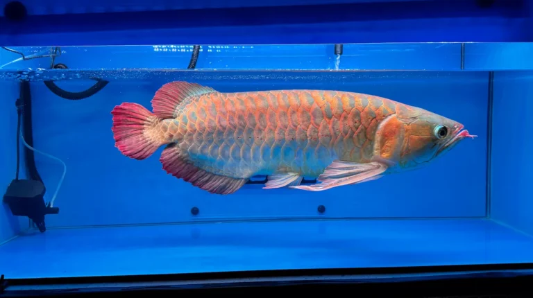 gallery super red arowana24