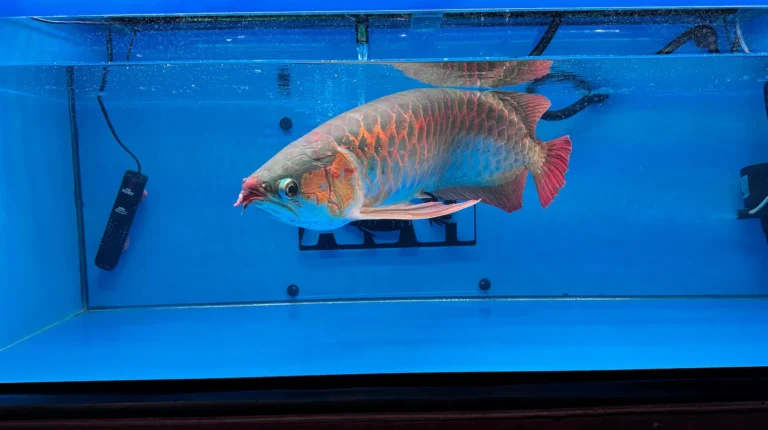 gallery super red arowana28