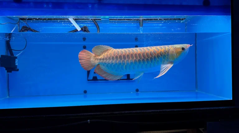 gallery super red arowana3