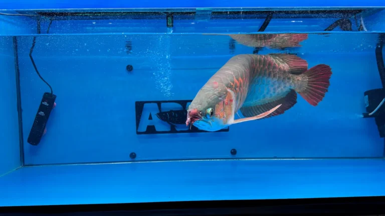 gallery super red arowana30