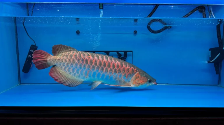 gallery super red arowana32