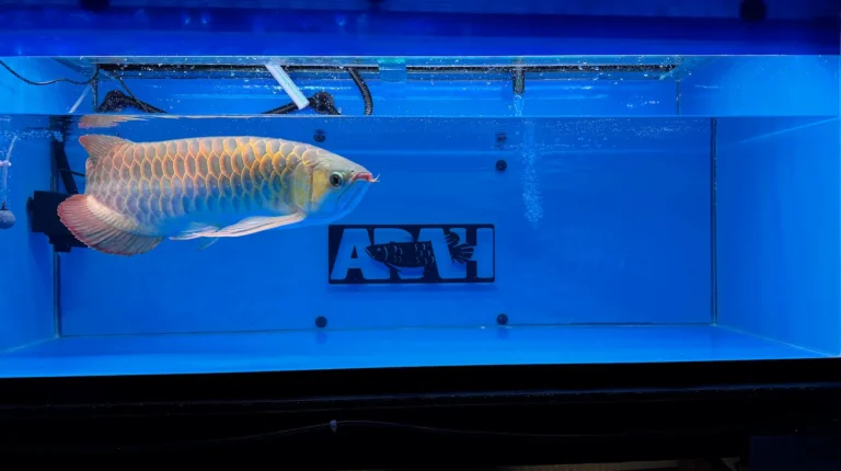 gallery super red arowana4