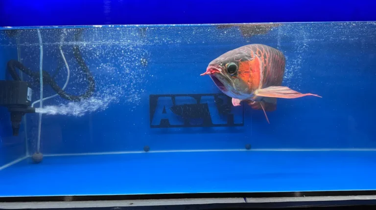 gallery super red arowana8